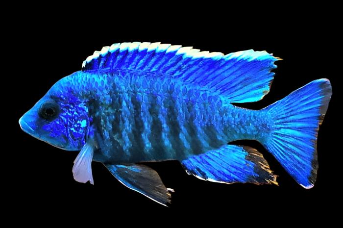 Blue Peacock Cichlid (Aulonocara nyassae) Cichlid Aquarium
