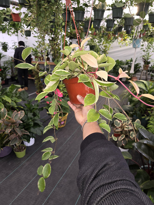 6 inch Pot - Variegated Hoya Tri Color Carsona "Krinsom Queen" Long strings - Get similar to the picture - 🪴 Voelk Art & Plants Inc 🪴