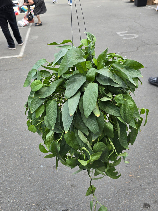 6 inch Pot XL Cebu Blue Pothos (Epipremnum Pinnatum) - Big like the picture! easy care, low light , Get similar to picture - 🪴 Voelk Art & Plants Inc 🪴