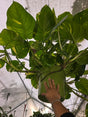 10 Inch Pot - 2.5 ft tall Giant Hawaiian Pothos plant, Get them just like the picture!, in USA. - 🪴 Voelk Art & Plants Inc 🪴