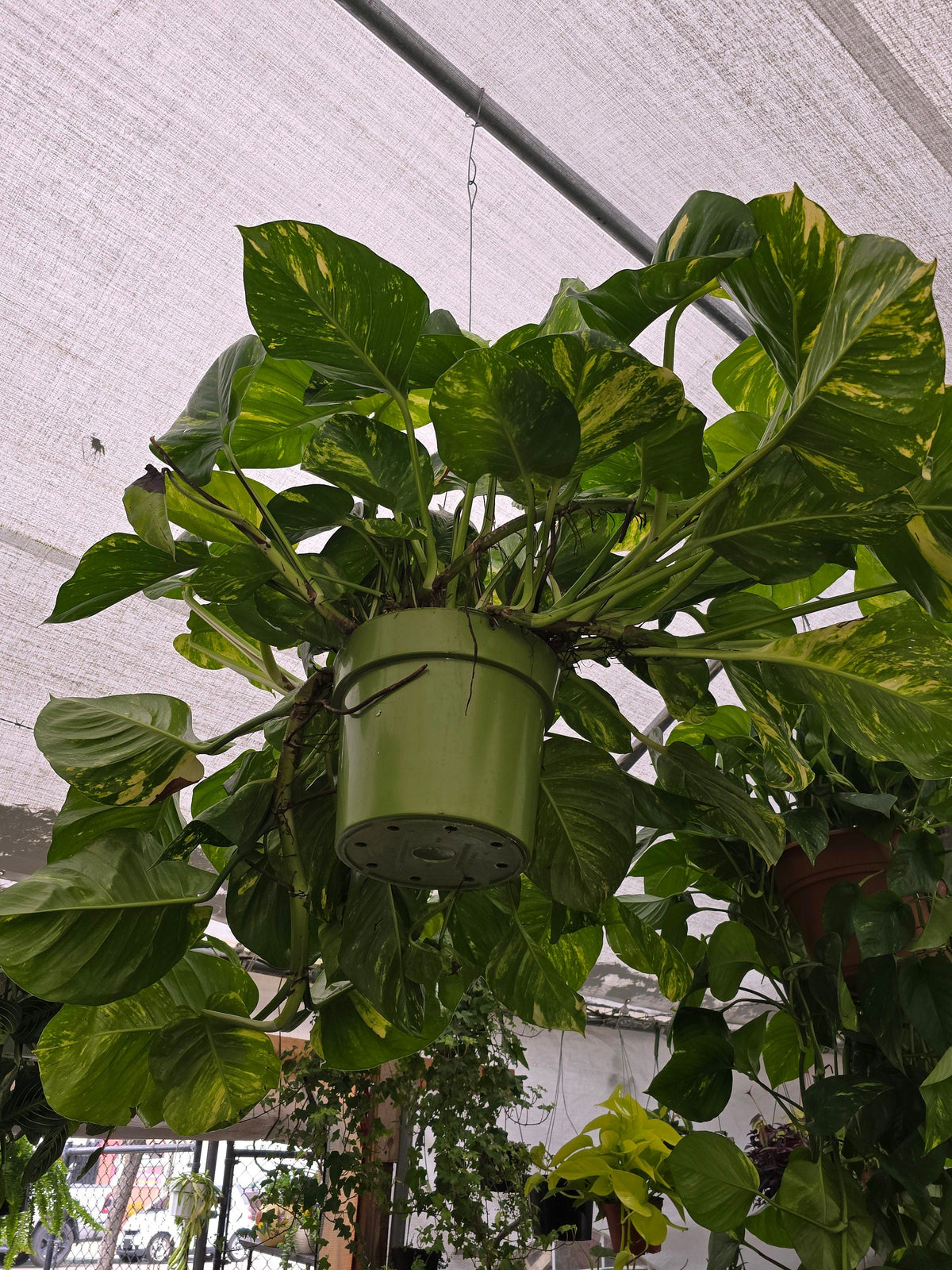 10 Inch Pot - 2.5 ft tall Giant Hawaiian Pothos plant, Get them just like the picture!, in USA. - 🪴 Voelk Art & Plants Inc 🪴