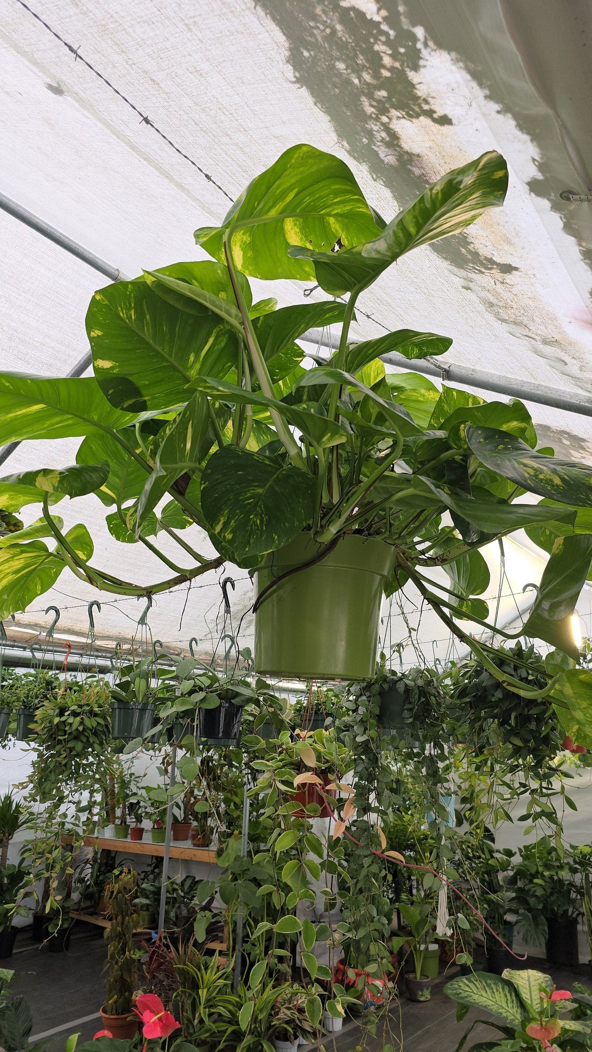 10 Inch Pot - 2.5 ft tall Giant Hawaiian Pothos plant, Get them just like the picture!, in USA. - 🪴 Voelk Art & Plants Inc 🪴