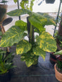 10 Inch Pot - 3.5 ft tall With Pole Giant Hawaiian Pothos plant, Get them just like the picture! , in USA - 🪴 Voelk Art & Plants Inc 🪴
