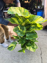 10 Inch Pot - 3.5 ft tall With Pole Giant Hawaiian Pothos plant, Get them just like the picture! , in USA - 🪴 Voelk Art & Plants Inc 🪴