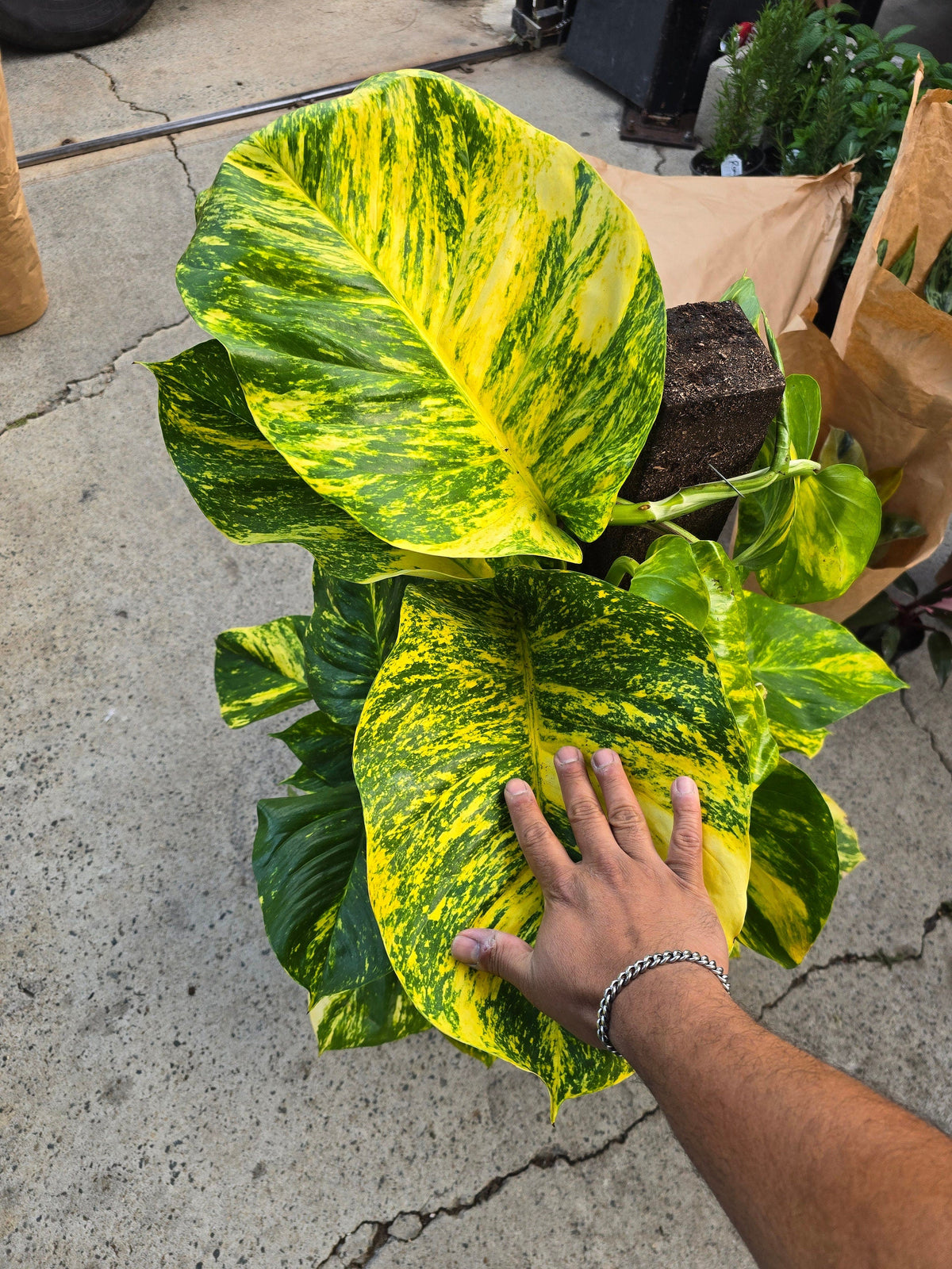 10 Inch Pot - 3.5 ft tall With Pole Giant Hawaiian Pothos plant, Get them just like the picture! , in USA - 🪴 Voelk Art & Plants Inc 🪴