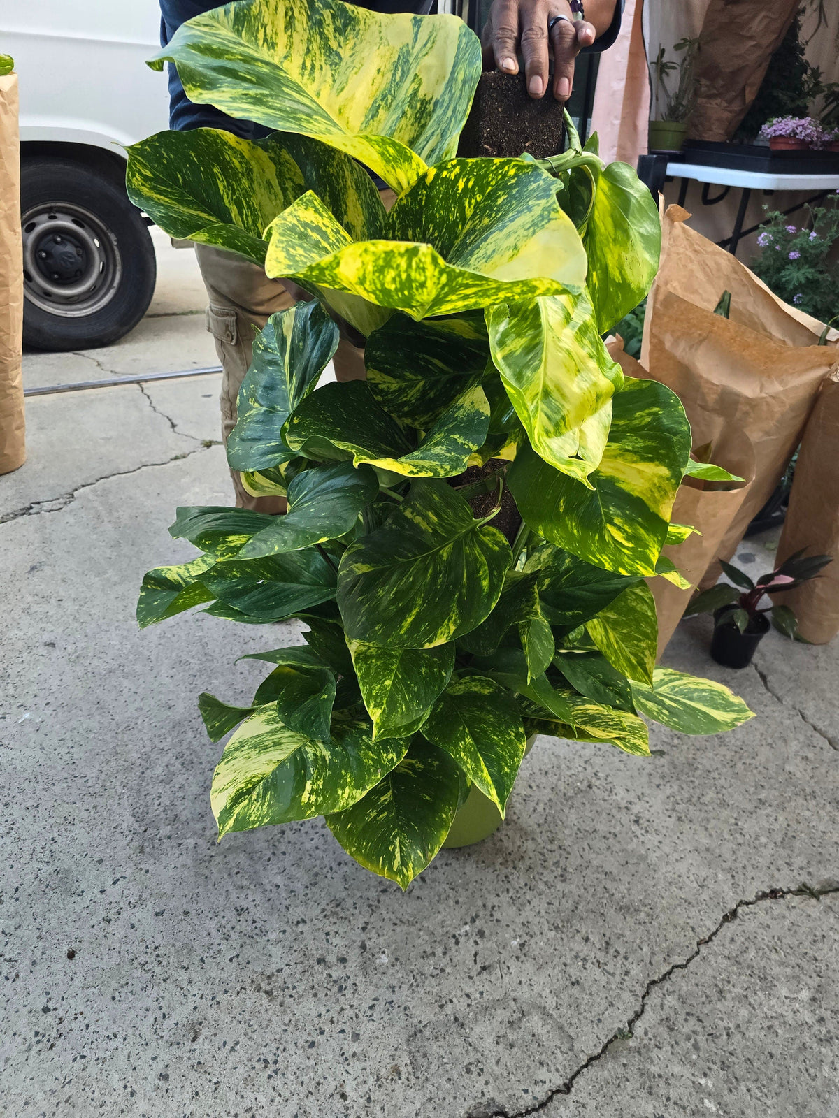 10 Inch Pot - 3.5 ft tall With Pole Giant Hawaiian Pothos plant, Get them just like the picture! , in USA - 🪴 Voelk Art & Plants Inc 🪴