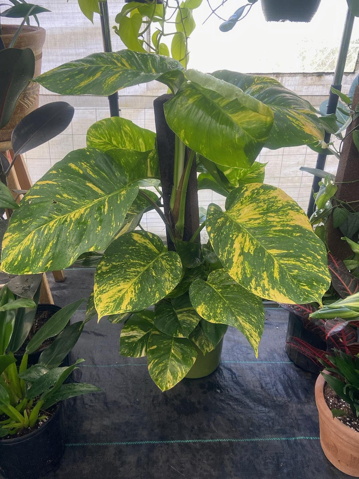 10 Inch Pot - 3.5 ft tall With Pole Giant Hawaiian Pothos plant, Get them just like the picture! , in USA - 🪴 Voelk Art & Plants Inc 🪴