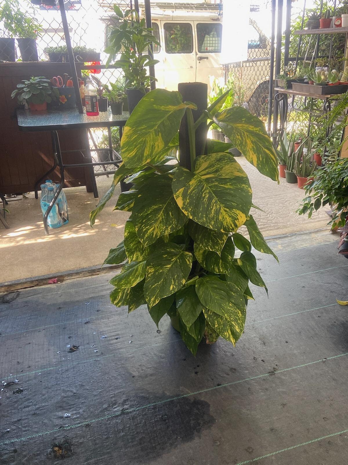 10 Inch Pot - 3.5 ft tall With Pole Giant Hawaiian Pothos plant, Get them just like the picture! , in USA - 🪴 Voelk Art & Plants Inc 🪴