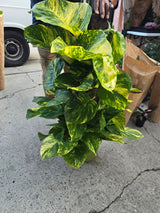 10 Inch Pot - 3.5 ft tall With Pole Giant Hawaiian Pothos plant, Get them just like the picture! , in USA - 🪴 Voelk Art & Plants Inc 🪴
