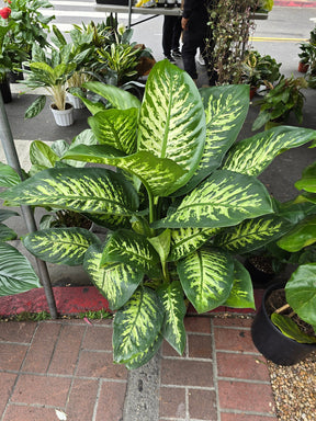 10 Inch Pot- Giant XL 3.5-4 ft. tall Dieffenbachia Dumb Cane Indoor Plant Air Purifier Beautiful decor - Get similar to the picfure - 🪴 Voelk Art & Plants Inc 🪴