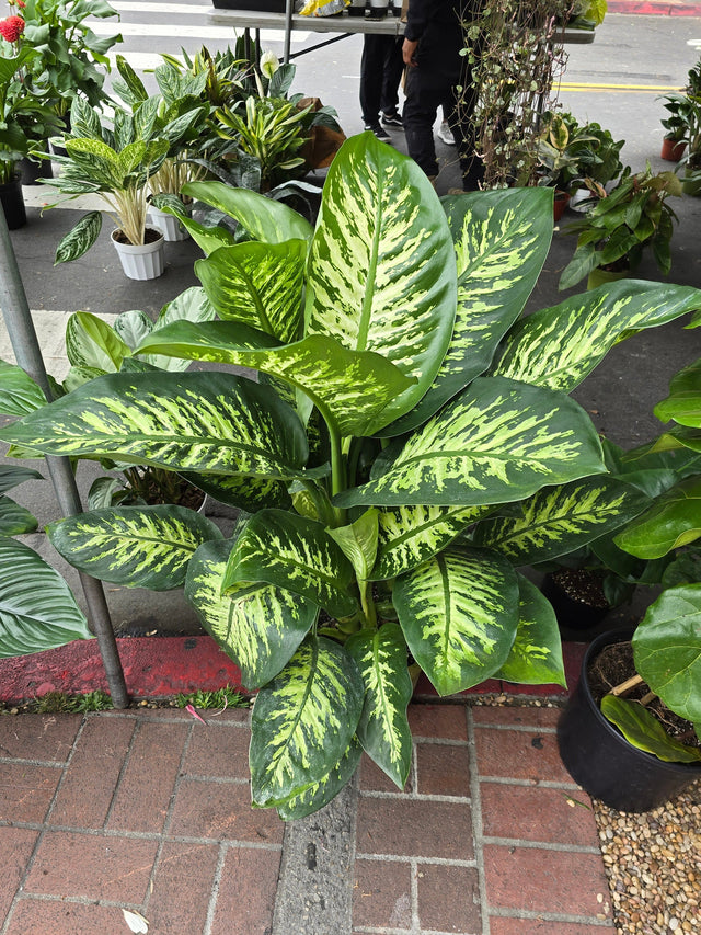 10 Inch Pot- Giant XL 3.5-4 ft. tall Dieffenbachia Dumb Cane Indoor Plant Air Purifier Beautiful decor - Get similar to the picfure - 🪴 Voelk Art & Plants Inc 🪴