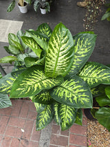 10 Inch Pot- Giant XL 3.5-4 ft. tall Dieffenbachia Dumb Cane Indoor Plant Air Purifier Beautiful decor - Get similar to the picfure - 🪴 Voelk Art & Plants Inc 🪴