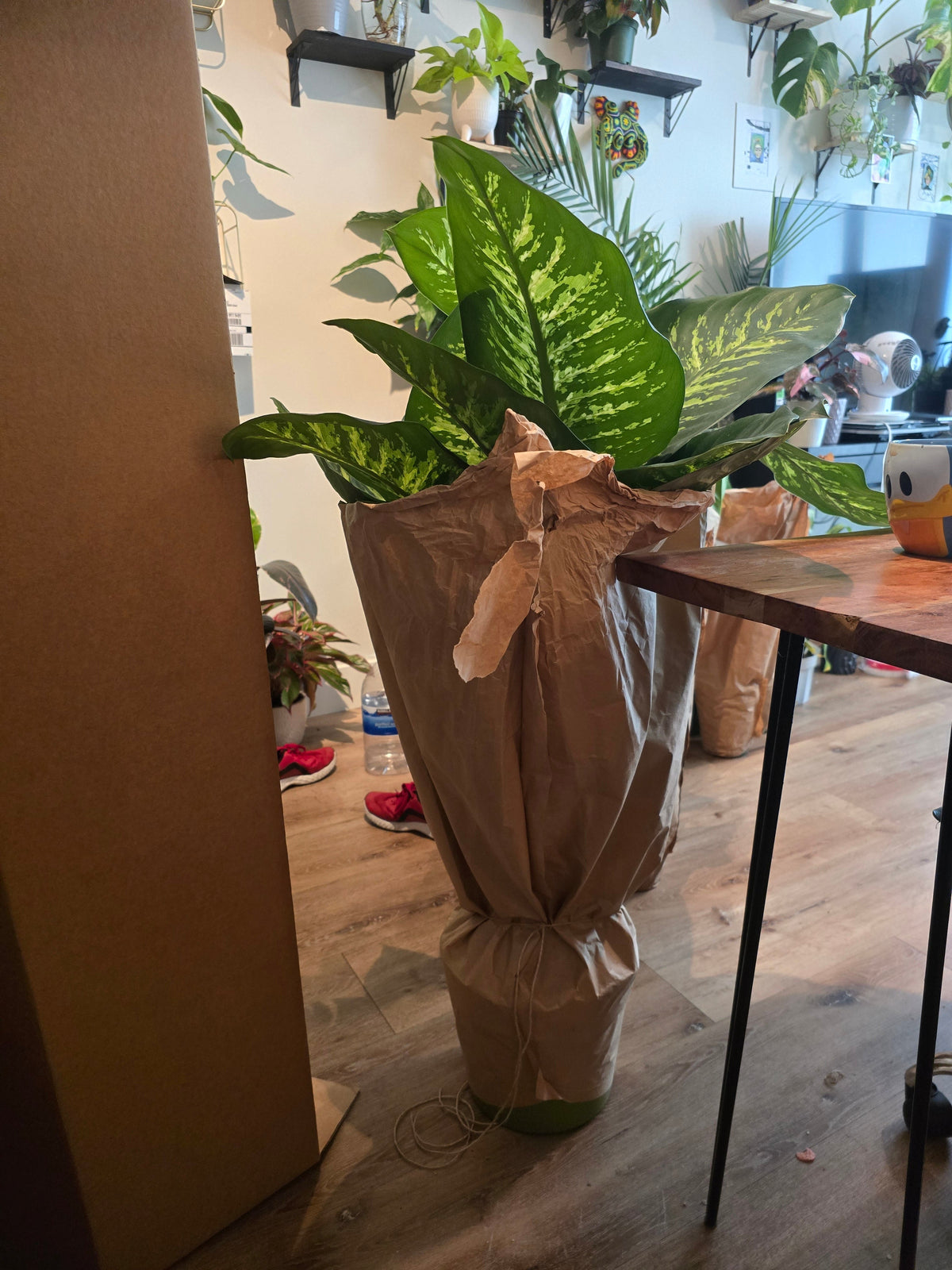 10 Inch Pot- Giant XL 3.5-4 ft. tall Dieffenbachia Dumb Cane Indoor Plant Air Purifier Beautiful decor - Get similar to the picfure - 🪴 Voelk Art & Plants Inc 🪴