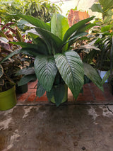 10 Inch Pot - XL 3 ft tall  Giant Peace Lily Indoor light light easy to care - Get similar to the picture - 🪴 Voelk Art & Plants Inc 🪴