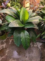 10 Inch Pot - XL 3 ft tall  Giant Peace Lily Indoor light light easy to care - Get similar to the picture - 🪴 Voelk Art & Plants Inc 🪴