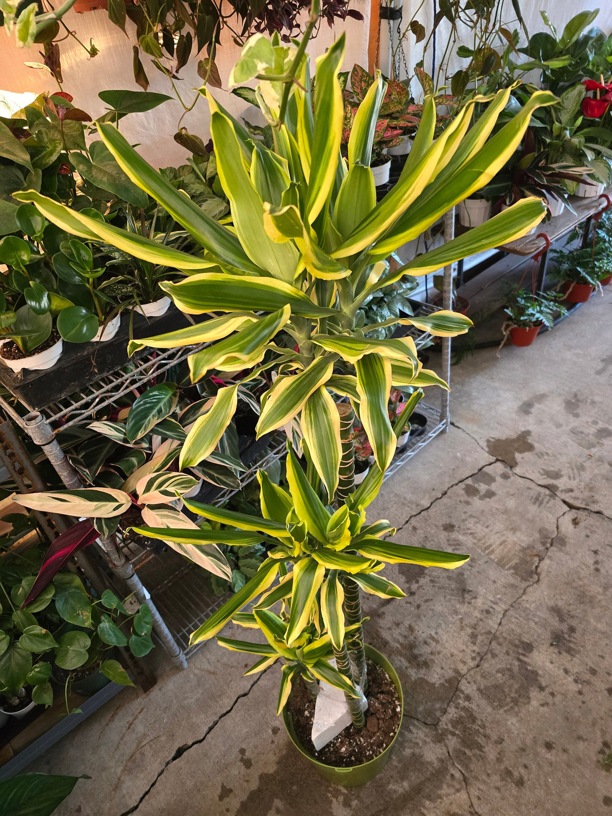 10 Inch Pot - XL 4 ft tall Dracaena Del Sol - Variegated Corn Plant-easy care , low light - Get similar to the picture - 🪴 Voelk Art & Plants Inc 🪴
