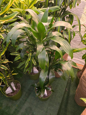 10 Inch Pot - XL 4 ft tall  Live Dracaena Lisa Super Green Elegant Indoor plant - Get similar to the picture - 🪴 Voelk Art & Plants Inc 🪴