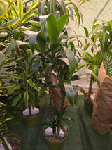 10 Inch Pot - XL 4 ft tall  Live Dracaena Lisa Super Green Elegant Indoor plant - Get similar to the picture - 🪴 Voelk Art & Plants Inc 🪴