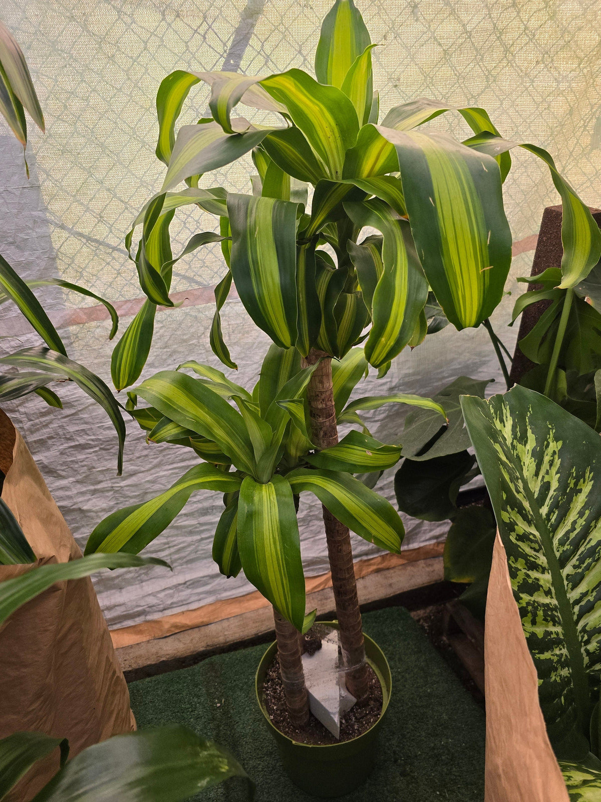 10 Inch Pot - XL 4 ft tall  Live Dracaena Massangeana Corn Plant, Dracaena Fragrans Plant - Get similar to the pictur - 🪴 Voelk Art & Plants Inc 🪴