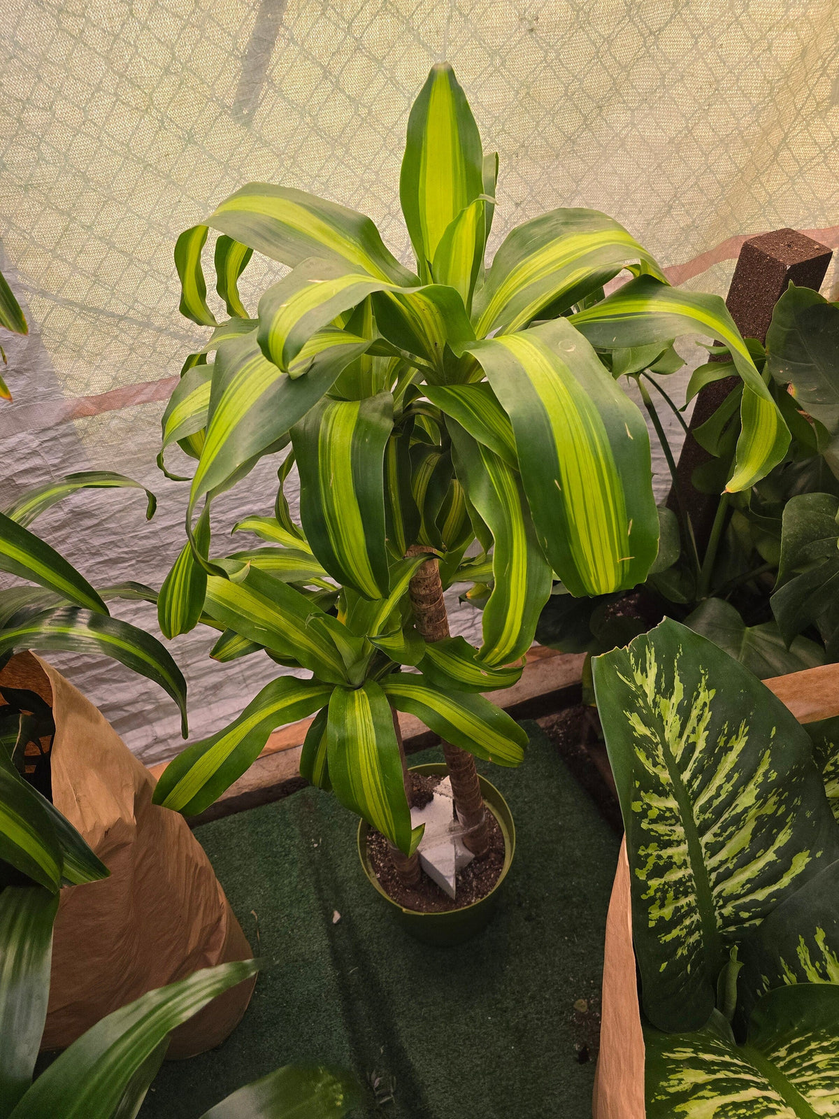 10 Inch Pot - XL 4 ft tall  Live Dracaena Massangeana Corn Plant, Dracaena Fragrans Plant - Get similar to the pictur - 🪴 Voelk Art & Plants Inc 🪴