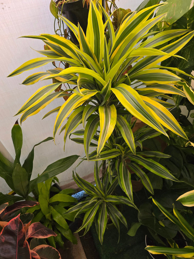 10 Inch Pot - XL 4 ft tall  Live "White Ribbon", Dracaena - Get similar to the picture - 🪴 Voelk Art & Plants Inc 🪴