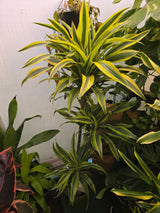 10 Inch Pot - XL 4 ft tall  Live "White Ribbon", Dracaena - Get similar to the picture - 🪴 Voelk Art & Plants Inc 🪴