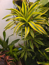 10 Inch Pot - XL 4 ft tall  Live "White Ribbon", Dracaena - Get similar to the picture - 🪴 Voelk Art & Plants Inc 🪴