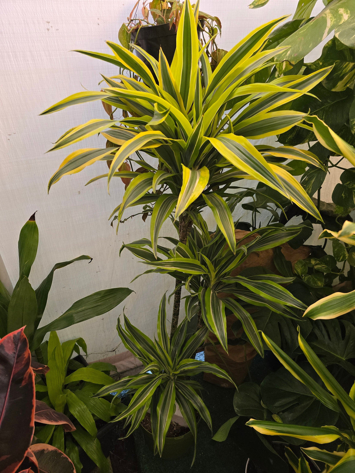 10 Inch Pot - XL 4 ft tall  Live "White Ribbon", Dracaena - Get similar to the picture - 🪴 Voelk Art & Plants Inc 🪴