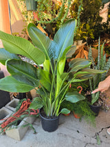 5 gal pot - 4ft+ tall Bird of Paradise White Flower Palm Tree Shade or sun - Get similar to the picture - 🪴 Voelk Art & Plants Inc 🪴