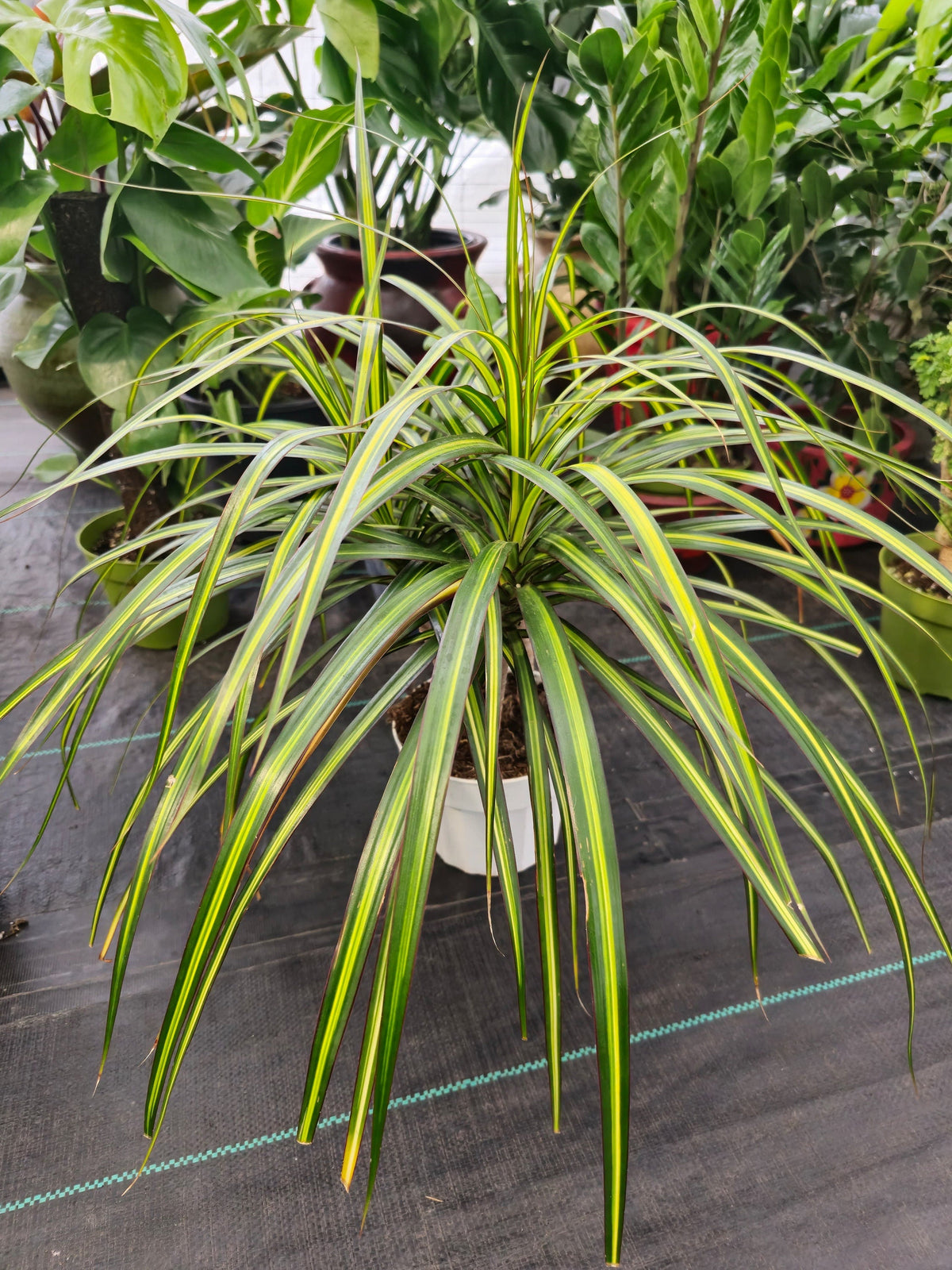 6 inch Pot - 15 inch tall, Dracaena Marginata Magenta Madagascar Dragon Tree, Live Indoor Plant, Easy Care, get similar to picture - 🪴 Voelk Art & Plants Inc 🪴