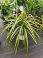 6 inch Pot - 15 inch tall, Dracaena Marginata Magenta Madagascar Dragon Tree, Live Indoor Plant, Easy Care, get similar to picture - 🪴 Voelk Art & Plants Inc 🪴