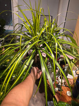 6 inch Pot - 15 inch tall, Dracaena Marginata Magenta Madagascar Dragon Tree, Live Indoor Plant, Easy Care, get similar to picture - 🪴 Voelk Art & Plants Inc 🪴