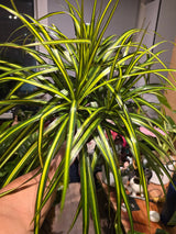 6 inch Pot - 15 inch tall, Dracaena Marginata Magenta Madagascar Dragon Tree, Live Indoor Plant, Easy Care, get similar to picture - 🪴 Voelk Art & Plants Inc 🪴