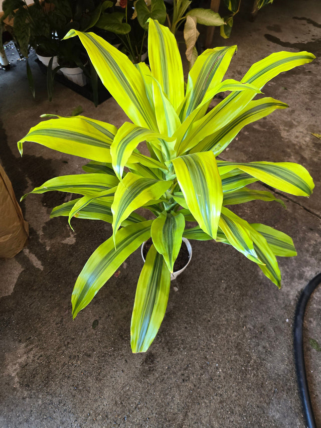 6 inch Pot - 2 ft Gold Dracaena (Dracaena sanderiana ‘Gold’) Elegant Indoor- Get similar to the picture - 🪴 Voelk Art & Plants Inc 🪴