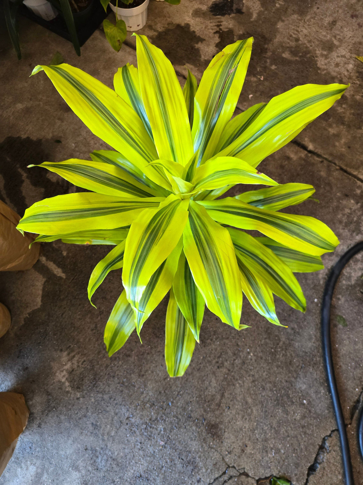 6 inch Pot - 2 ft Gold Dracaena (Dracaena sanderiana ‘Gold’) Elegant Indoor- Get similar to the picture - 🪴 Voelk Art & Plants Inc 🪴
