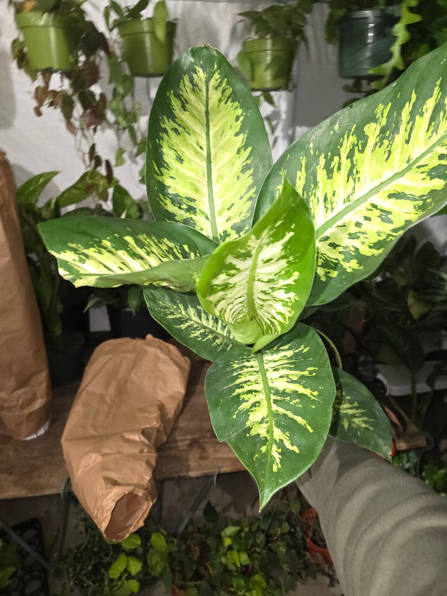 6 inch Pot- Big 2 ft. tall Dieffenbachia Dumb Cane Indoor Plant easy care air Purifier- Get similar to picture! - 🪴 Voelk Art & Plants Inc 🪴