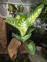 6 inch Pot- Big 2 ft. tall Dieffenbachia Dumb Cane Indoor Plant easy care air Purifier- Get similar to picture! - 🪴 Voelk Art & Plants Inc 🪴