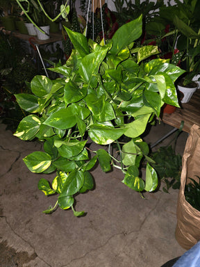 6 inch Pot - Big/XL Green Pothos Air Purifier for your indoor  1 foot strings at least - Get similar to picture or bigger! - 🪴 Voelk Art & Plants Inc 🪴