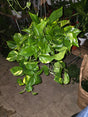 6 inch Pot - Big/XL Green Pothos Air Purifier for your indoor  1 foot strings at least - Get similar to picture or bigger! - 🪴 Voelk Art & Plants Inc 🪴