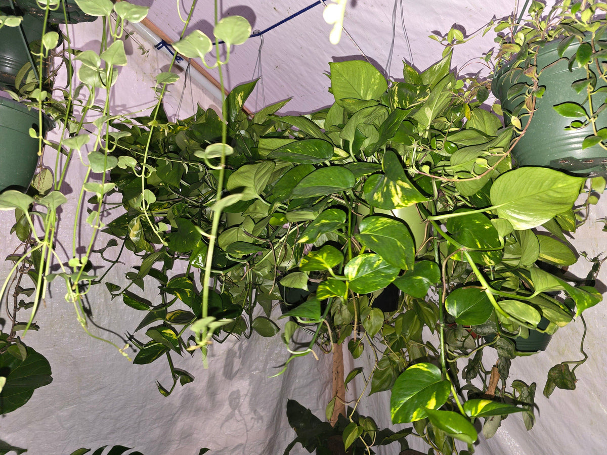 6 inch Pot - Big/XL Green Pothos Air Purifier for your indoor  1 foot strings at least - Get similar to picture or bigger! - 🪴 Voelk Art & Plants Inc 🪴