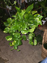 6 inch Pot - Big/XL Green Pothos Air Purifier for your indoor  1 foot strings at least - Get similar to picture or bigger! - 🪴 Voelk Art & Plants Inc 🪴