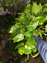 6 inch Pot - Big/XL Green Pothos Air Purifier for your indoor  1 foot strings at least - Get similar to picture or bigger! - 🪴 Voelk Art & Plants Inc 🪴