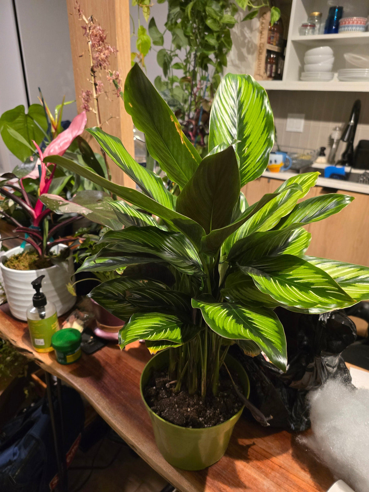 6 inch Pot - Calathea Beauty Star Air Purifier Beautiful green plant - get similar to picture - 🪴 Voelk Art & Plants Inc 🪴