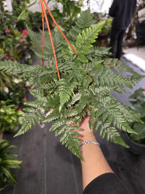 6 inch Pot - Davallia fejeensis 'Major' Fern hanging pot - get similar to the picture - 🪴 Voelk Art & Plants Inc 🪴