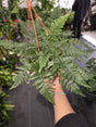 6 inch Pot - Davallia fejeensis 'Major' Fern hanging pot - get similar to the picture - 🪴 Voelk Art & Plants Inc 🪴