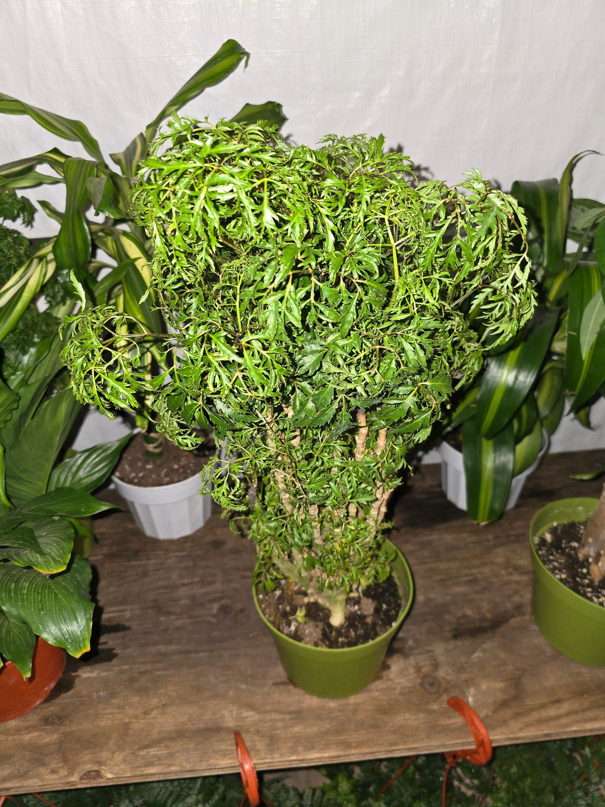 6 inch Pot - Dwarf Ming Aralia Tree, Mini Bonsai, 6-Inch Pot, Live Houseplant Perfect for Home & Garden- Get similar to picture - 🪴 Voelk Art & Plants Inc 🪴