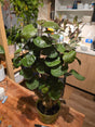 6 inch Pot- Fabian Aralia Tree Stump Unique Bonsai Live Plant, 6" Pot, Green/Purple Foliage - Get similar to picture - 🪴 Voelk Art & Plants Inc 🪴