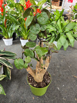6 inch Pot- Fabian Aralia Tree Stump Unique Bonsai Live Plant, 6" Pot, Green/Purple Foliage - Get similar to picture - 🪴 Voelk Art & Plants Inc 🪴