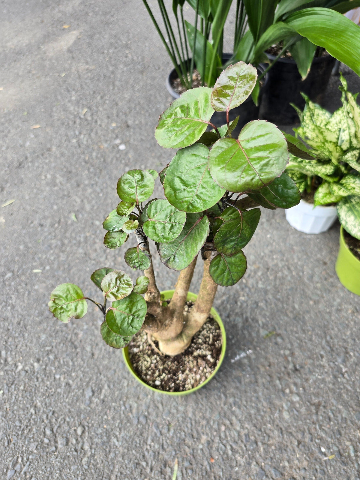 6 inch Pot- Fabian Aralia Tree Stump Unique Bonsai Live Plant, 6" Pot, Green/Purple Foliage - Get similar to picture - 🪴 Voelk Art & Plants Inc 🪴