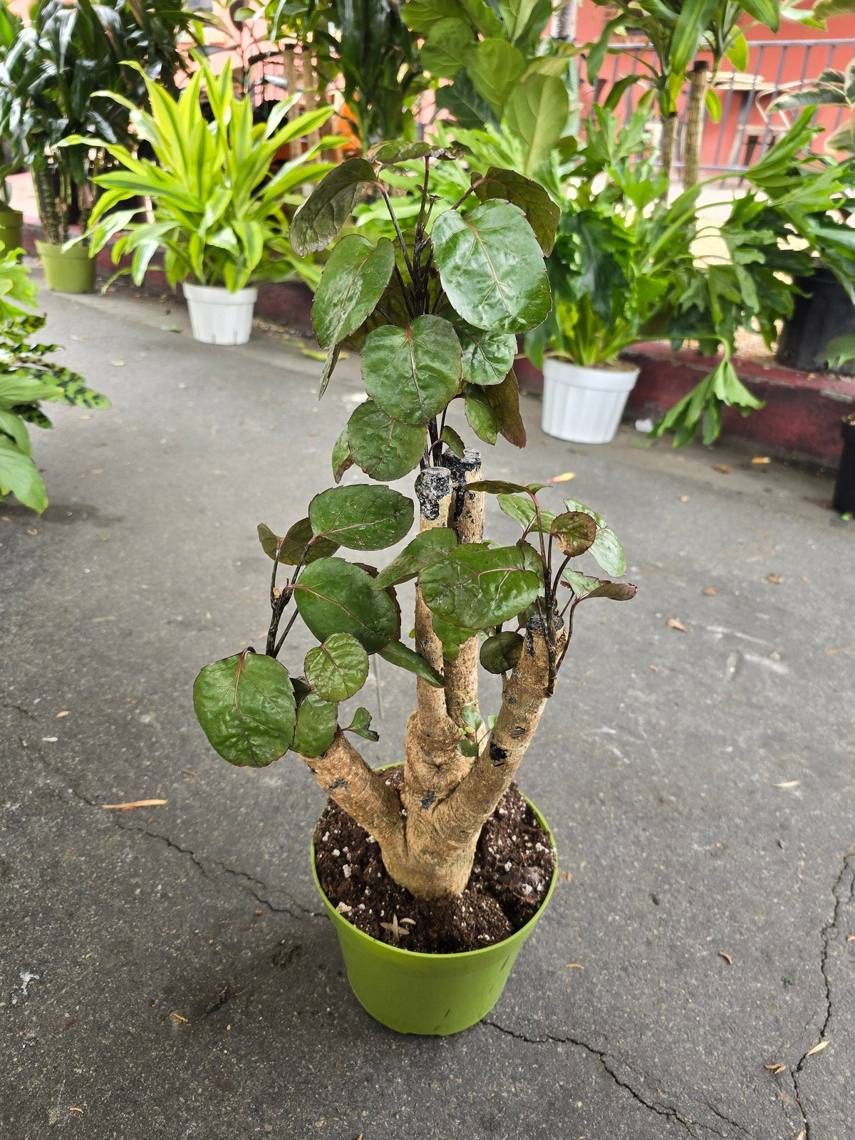 6 inch Pot- Fabian Aralia Tree Stump Unique Bonsai Live Plant, 6" Pot, Green/Purple Foliage - Get similar to picture - 🪴 Voelk Art & Plants Inc 🪴